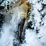 Drinking Horn Jelling